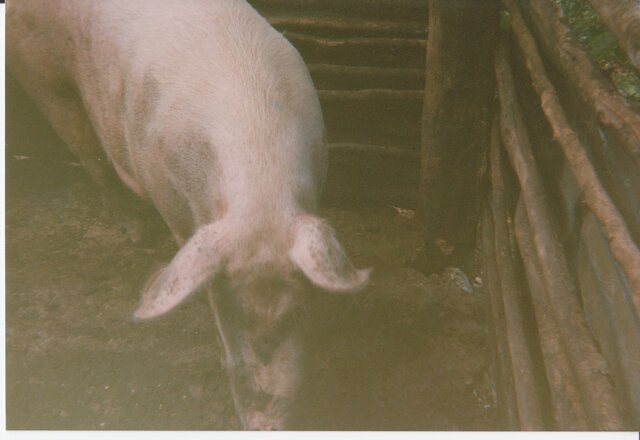 BrownsTown_Fowleys_pigs